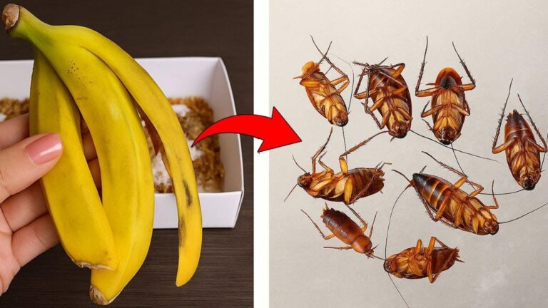 10 skutecznych sposobów na pozbycie się karaluchów bez pestycydów!