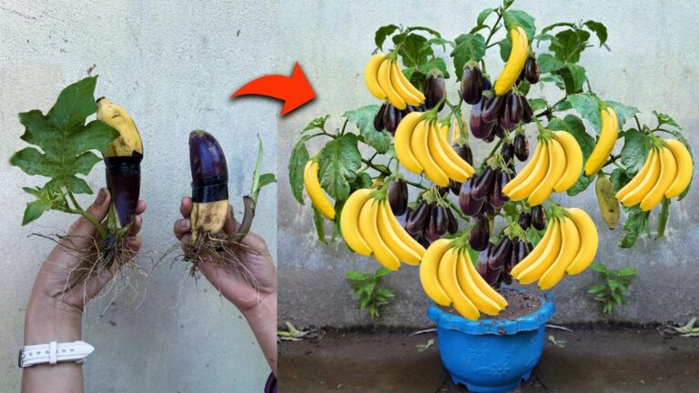 5 kreatywnych sposobów na szczepienie bakłażana z bananem dla obfitych plonów!
