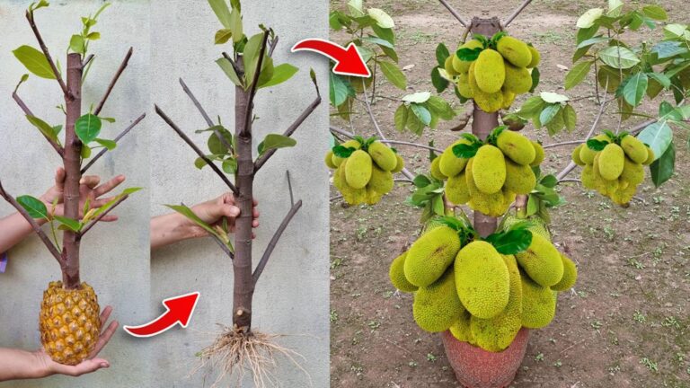5 unikalnych technik na hodowlę drzewa jackfruit w ananasie! Zaskocz wszystkich!