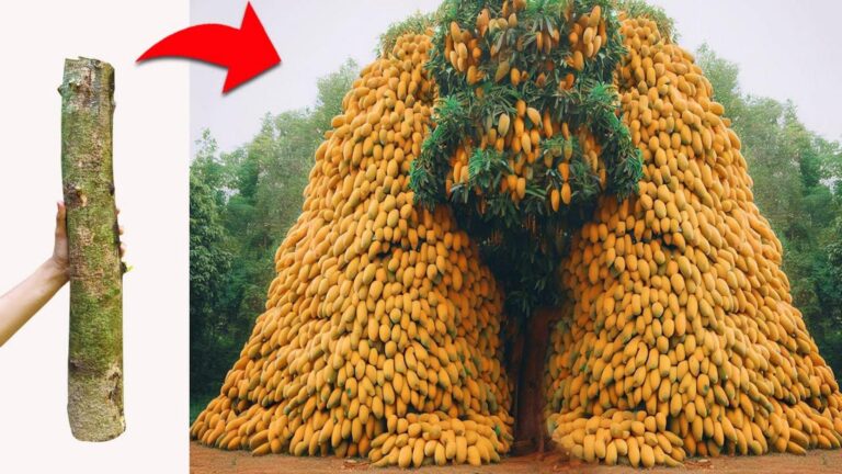 5 kroków do udanego szczepienia mango i największych owoców w krótkim czasie!