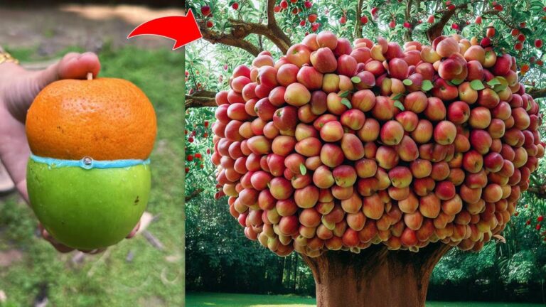 5 kreatywnych sposobów na szczepienie jabłoni z drzewem pomarańczowym
