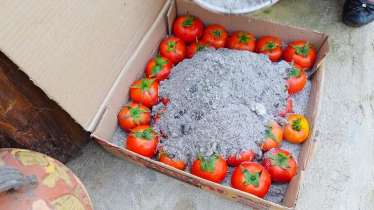 5 skutecznych sposobów na przechowywanie świeżych pomidorów na długie lata