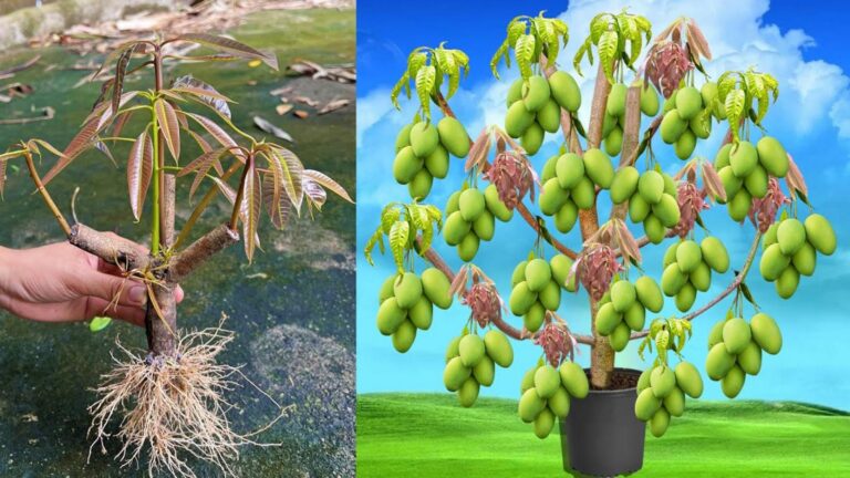 5 niesamowitych pomysłów na połączenie mango i pomidora w ogrodzie!