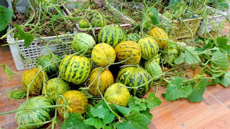 10 powodów, dla których warto uprawiać melony na tarasie!