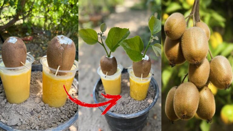 5 kroków do zdrowych drzew kiwi z jajkami i lemoniadą! Odkryj te sekrety!