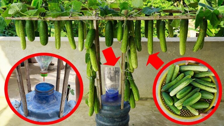 5 sprawdzonych sposób na uprawę ogórków w butelkach plastikowych!