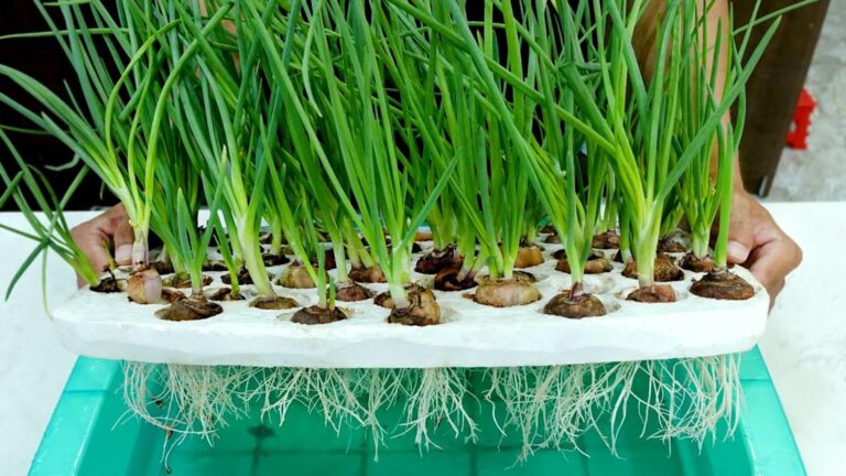 5 powodów, dla których warto uprawiać cebulę hydroponicznie w kuchni!