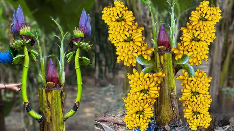 5 skutecznych kroków do wzrostu dużych i owocnych bananów w Twoim ogrodzie
