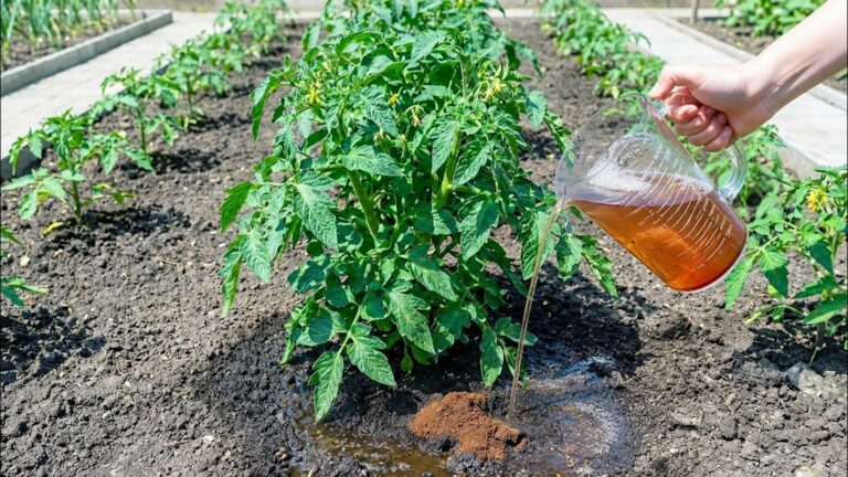 10 naturalnych nawozów, które zwiększą plony pomidorów i ogórków!