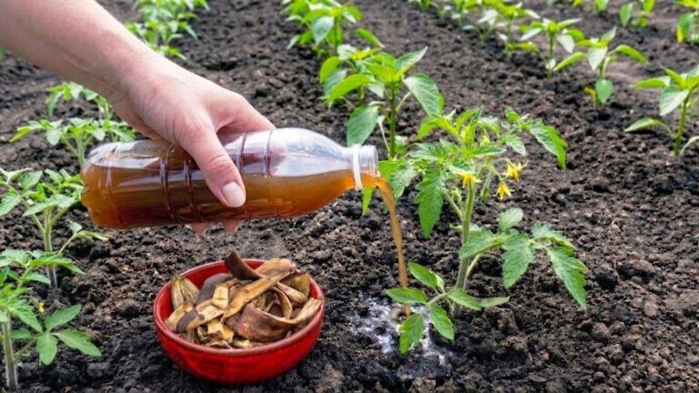 5 sposobów na wykorzystanie skórki banana w ogrodzie dla zdrowych pomidorów i papryki