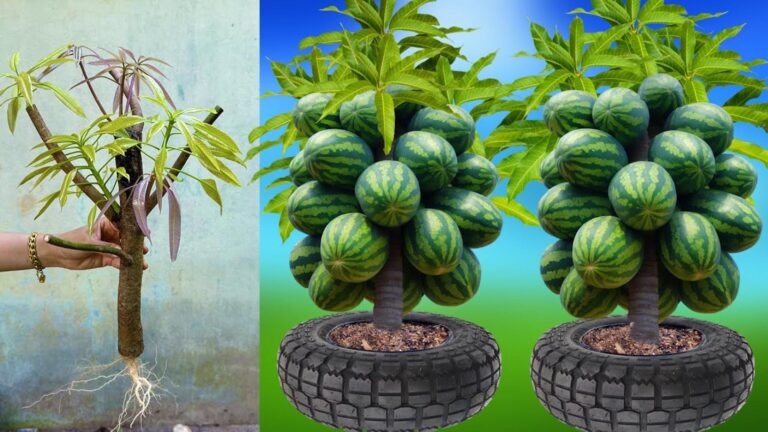 5 skutecznych sposobów na szybkie owocowanie mango z arbuzem!