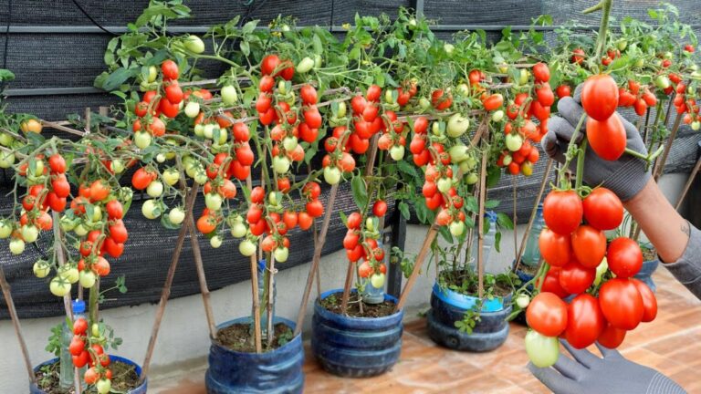 5 sposobów na uprawę soczystych pomidorów w plastikowych butelkach