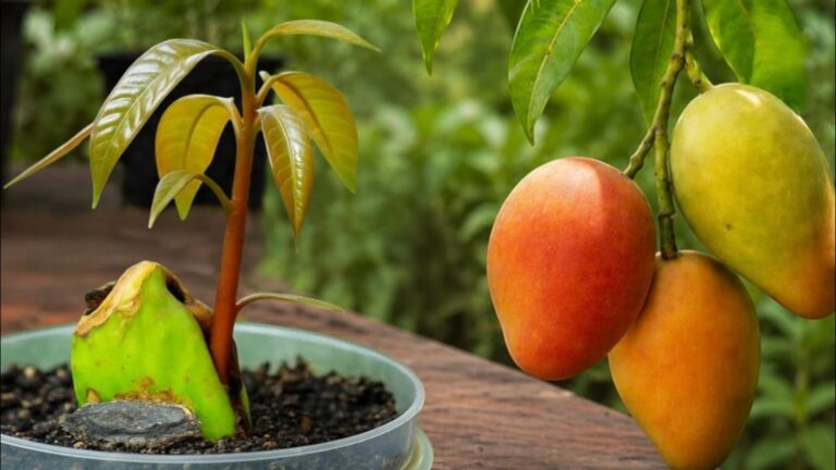 5 łatwych kroków do szybkiego uprawiania mango z nasion