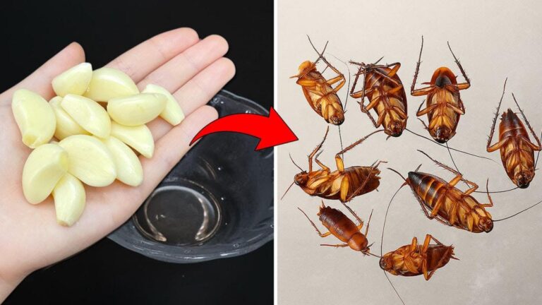 Jak pozbyć się karaluchów w 1 dzień dzięki czosnkowi – sprawdź ten prosty sposób!