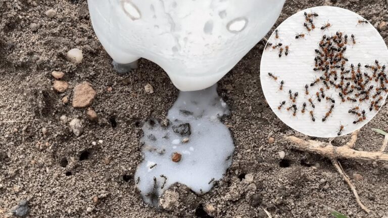 10 skutecznych sposobów na szybkie pozbycie się mrówek w Twoim domu!