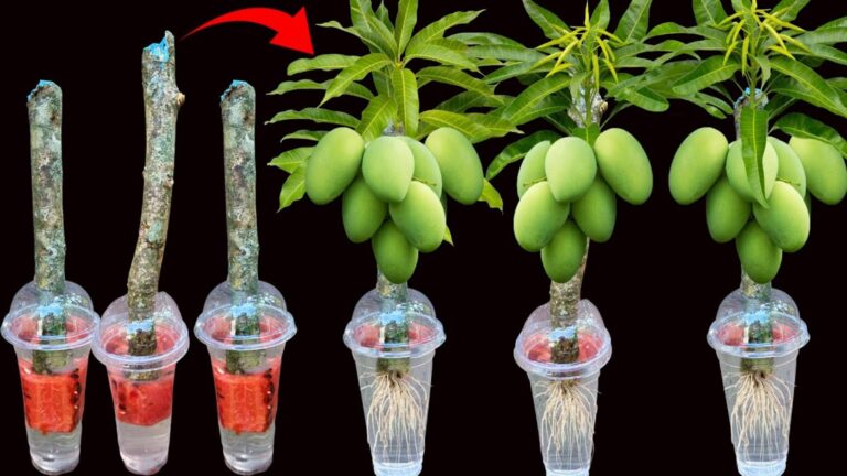 5 skutecznych technik szczepienia mango z aloesem i arbuzem, które przyspieszą wzrost!
